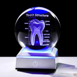 Ornalrist 3D Human Tooth 3.15 in. Crystal Ball for Dentists Dentistry, Glass Sphere Etched Anatomical Model Keepsake for Surgeon Doctor Him with LED Light Base
