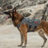 OneTigris No Pull Tactical Dog Harness for Medium Dog, Mesh