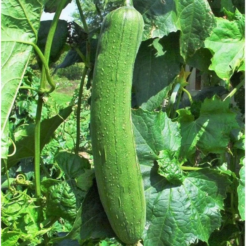 ZEshops 30pcs Luffa Chubby Pier Gourd Seeds - Non-GMO, Loofah