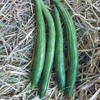 Gourd Seeds - Buag Ngu - 1 Oz ~140 Seeds