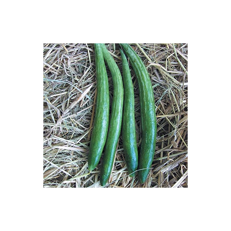 Gourd Seeds - Buag Ngu - 1 Oz ~140 Seeds