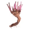 Health Embassy Chicory Root | Cichorium L | Herbal Tea
