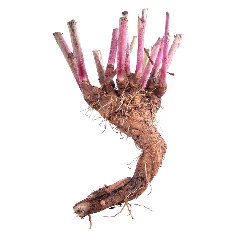 Health Embassy Chicory Root | Cichorium L | Herbal Tea