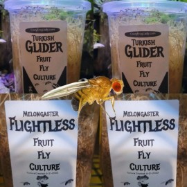 Crazy Frog Lady Flightless Fruit Fly 2 Pack + 2 Pack Turkish Gliders 4 TOTAL CULTURES Frog food