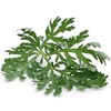 Wormwood - Artemisia absinthium Loose Leaf by Nature Tea (8