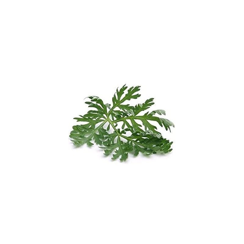 Wormwood - Artemisia absinthium Loose Leaf by Nature Tea (8