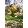 SuperMoss (29348) Kokedama Planter, 6", Fresh Green