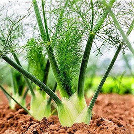 Florence Fennel Seeds - 100 Count Seed Pack - The Bulb Type of Fennel Eaten as a Vegetable - Country Creek LLC