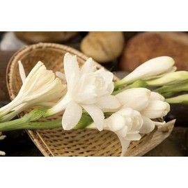 Polianthes tuberosa 'Tuberose' Double Bloom / 5 Hardy Perennial Tubers That Produce Multiple Fragrant White Blooms in Early Fall by The Southern Bulb Company