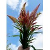 Sherwoods Seeds Spun Sugar Celosia argentea plumosa Cut Flower Seeds