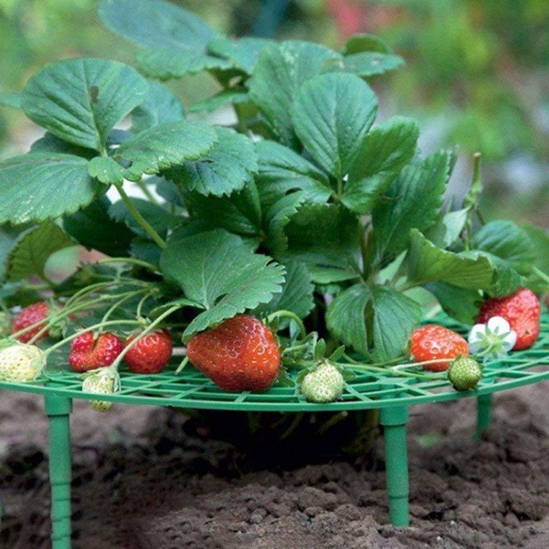 Namvo 6Pcs Strawberry Frame Stand, Plant Support Holder Planting Rack