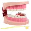 Gatuida Realistic Tooth Teaching Model for Educational Dentist Model for