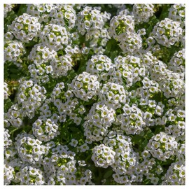 Everwilde Farms - 1 Oz Tall White Sweet Alyssum Wildflower Seeds - Gold Vault