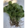 Pennywort 12 Pennywort Gotu Kola Bare Root Live Plant Ready