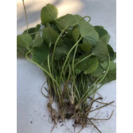 Pennywort 12 Pennywort Gotu Kola Bare Root Live Plant Ready To Plant