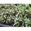 Tristans Tropicals Cryptocoryne, Java Moss, Wabi Kusa