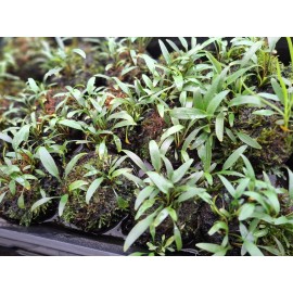 Tristans Tropicals Cryptocoryne, Java Moss, Wabi Kusa