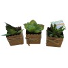 Unbranded Set of 3 3" Mini Artificial Succulent Plants in