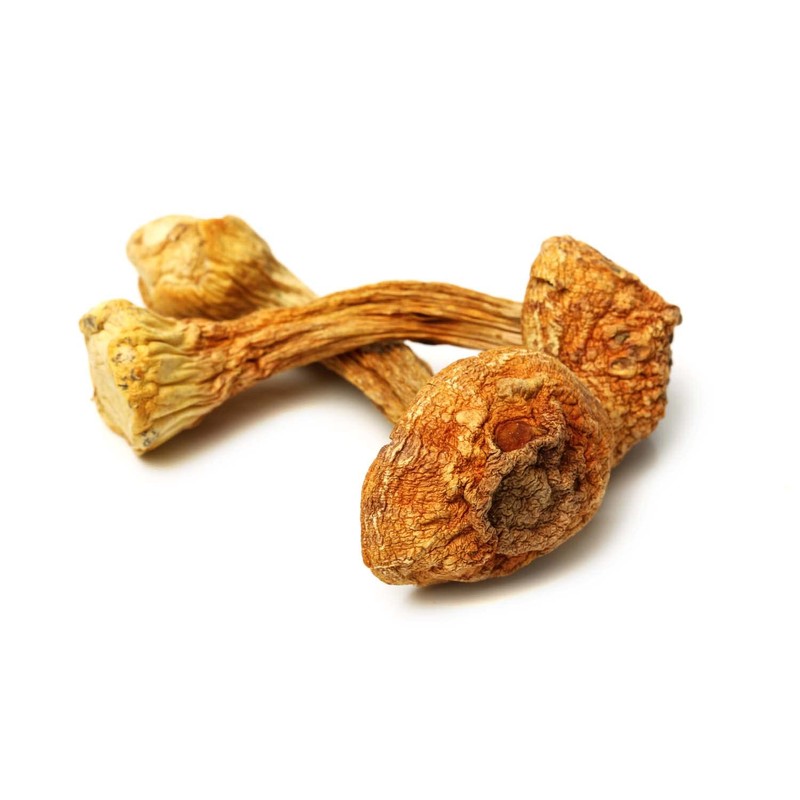 Pilze Wohlrab Organic Agaricus Powder Capsules 100 Capsules 500 mg