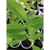 Tree Sugar Apple 5”-9” Live Plant Seedling Tree-Asian Plant Collection