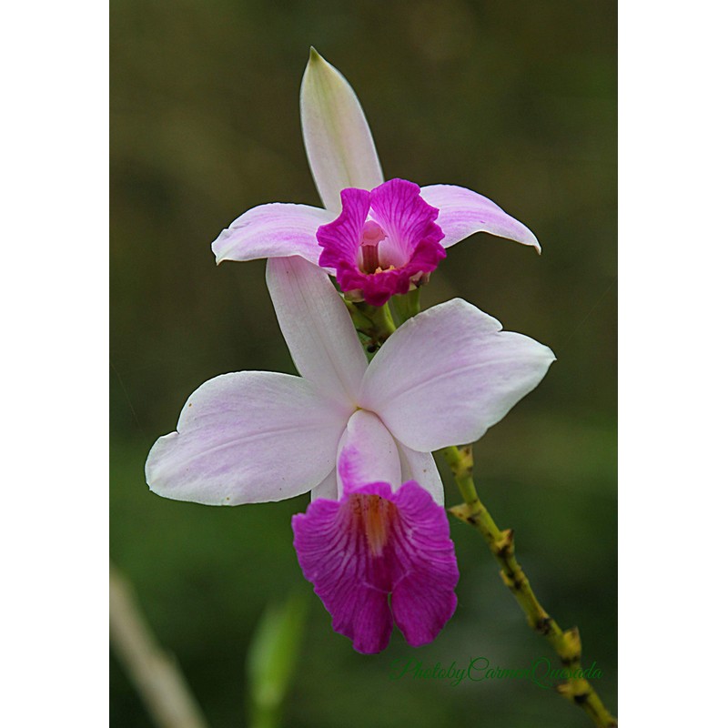 Hawaiian Bamboo Orchid Arundina Graminifolia Roots 1 Pack 2 Roots