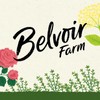 Belvoir Farm Sparkling Elderflower, 250ml (Pack of 12)