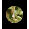 Fresh 100+ Wild Lettuce Seeds - Medicinal Herb Seeds FREE