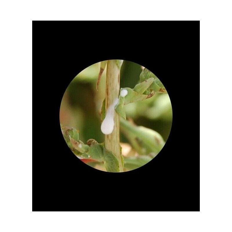 Fresh 100+ Wild Lettuce Seeds - Medicinal Herb Seeds FREE