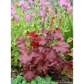 Perennial Farm Marketplace Heuchera x 'Blondie' (Coral Bells) Perennial, Size-#1 Container, Bronze-Red Leaves with Creamy Yellow Flowers