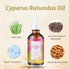 Cyperus Rotundus Oil, Aceite Natural de Cyperus Rotundus para la
