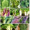 TomorrowSeeds - 10 Asian Vegetable Seeds Mix Seeds - 2
