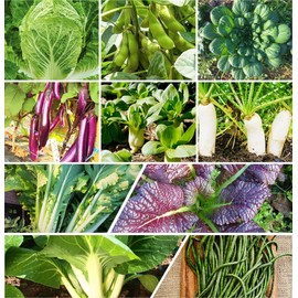 TomorrowSeeds - 10 Asian Vegetable Seeds Mix Seeds - 2 Combination Packs - for 2025 Planting Non-GMO Heirloom Garden Exotic Unique Variety Mix Planting Gift Bundle Assortment Kit Collection