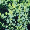 1 lb. Alfalfa Seed Forage Cover Crop Food Plot Seed