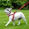 No Pull Dog Harness - Adjustable Step-in Harness & Leash