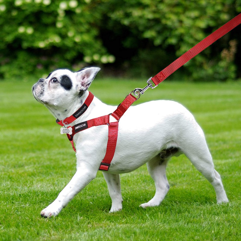 No Pull Dog Harness - Adjustable Step-in Harness & Leash