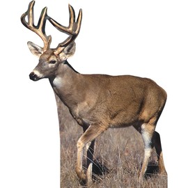 Wet Paint Printing H13487 White Tail Buck Deer 2 Cardboard Cutout Back Drop Stand up