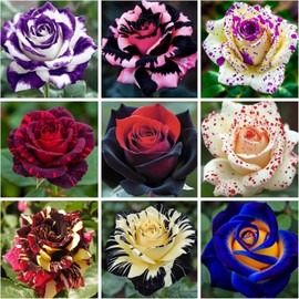 300+ Mixed Rare Rose Seeds for Planting Flower Bush Perennial Shrub Hybrid Rose Non-GMO Heirloom Flower Garden Home