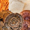Organic 5 Mushroom Blend 70% Dark Chocolate Bar | Functional