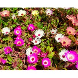TomorrowSeeds - Pastel Mix Livingstone Daisy (Succulent) Seeds - 7000+ Count - for 2025 Planting Ice Plant Flowering Succulent Vygies Buck Bay African Spreading Creeping Desert Daisies Hot Weather