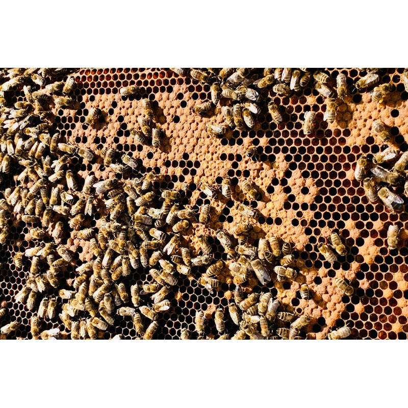 Imkerei Beck® - Natural propolis powder (100g), finely ground and