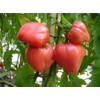 FUN AND GROW SEEDS: Seeds Pink Bull's Heart Tomato Indeterminate