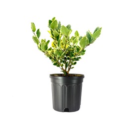 Ligustrum Japonicum Jack Frost Privet | 1 Large Gallon Size Plant I Live Variegated, Fast-Growing, Evergreen Shrub for Stunning Ornamental Landscaping, Ideal for Privacy Hedges
