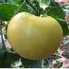 Beefsteak White Heirloom Tomato Seeds, 50 Heirloom Seeds Per Packet,