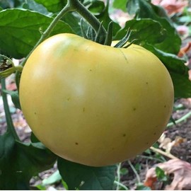 Beefsteak White Heirloom Tomato Seeds, 50 Heirloom Seeds Per Packet, Non GMO Seeds, Isla's Garden Seeds