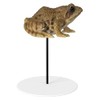 Vivid Arts - Frog Plant Pal - PLP-128