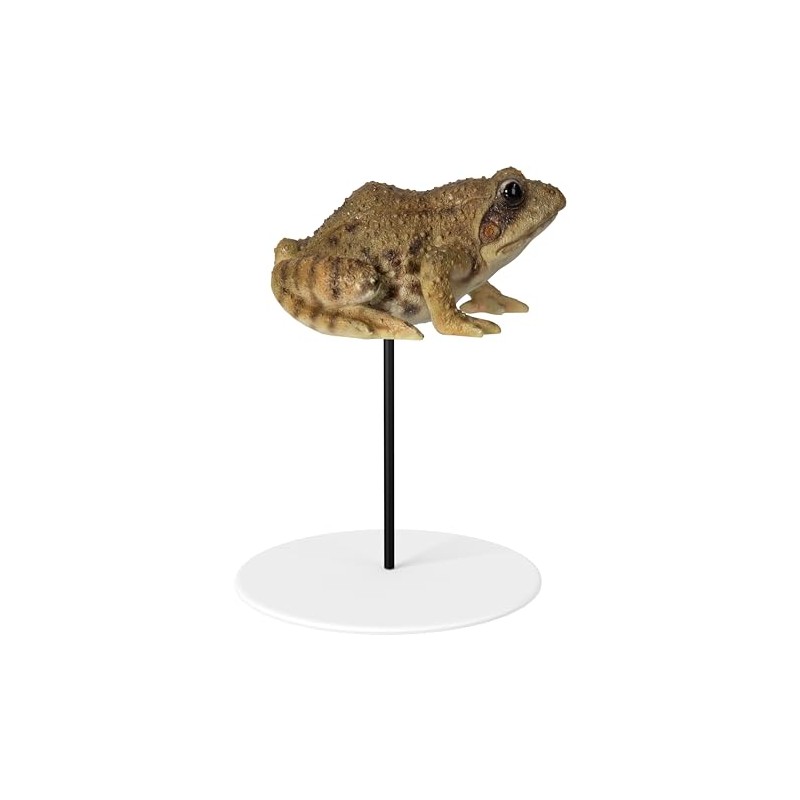 Vivid Arts - Frog Plant Pal - PLP-128