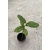 Tree 1 Guava Tree 10” With Pot Guava Fruit Tree