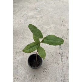 Tree 1 Guava Tree 10” With Pot Guava Fruit Tree Tropical Live Plant