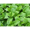 100+ Kentucky Colonel Mint Seeds Heirloom Non-GMO Fragrant Rare! Fragrant,
