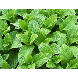100+ Kentucky Colonel Mint Seeds Heirloom Non-GMO Fragrant Rare! Fragrant, US Grown!